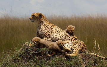 African Cat - Le avventure: Guida TV  - TV Sorrisi e Canzoni