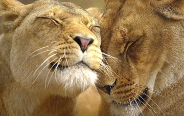African Cats - Le avventure: Guida TV  - TV Sorrisi e Canzoni