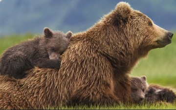 Bears: Guida TV  - TV Sorrisi e Canzoni