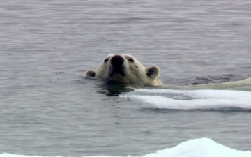 Deadly 60 On A Mission Iii: Pole To Pole: Guida TV  - TV Sorrisi e Canzoni