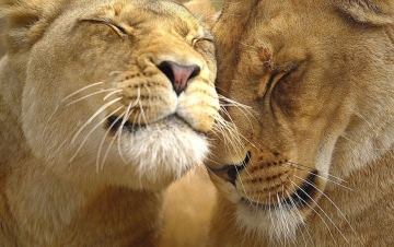 African Cats - Le avventure: Guida TV  - TV Sorrisi e Canzoni