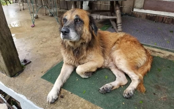 Uragano Harvey: SOS Animali: Guida TV  - TV Sorrisi e Canzoni