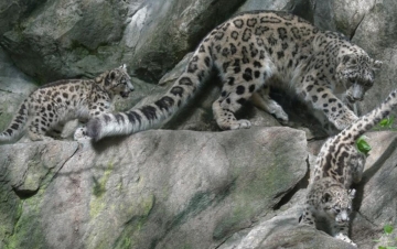 Planet Earth - I Diari: Guida TV  - TV Sorrisi e Canzoni