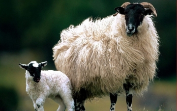 Animali Truffatori: Guida TV  - TV Sorrisi e Canzoni