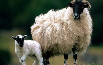 Animali Che Non Ti Aspetti: Guida TV  - TV Sorrisi e Canzoni
