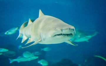 Shark Il Grande Predatore: Guida TV  - TV Sorrisi e Canzoni