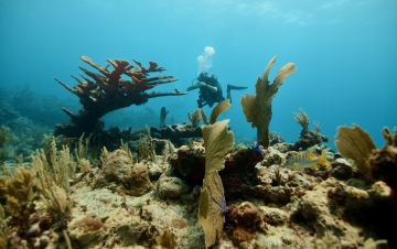 L'Isola Di Roatan: Guida TV  - TV Sorrisi e Canzoni