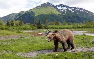 Wild Alaska: Guida TV  - TV Sorrisi e Canzoni