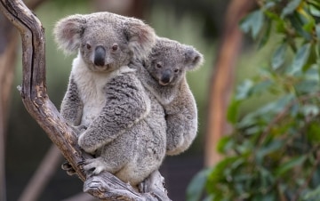 La vita segreta dei Koala: Guida TV  - TV Sorrisi e Canzoni