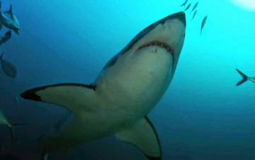 Uomini del mare: Guida TV  - TV Sorrisi e Canzoni