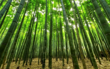 Bangladesh, i forzati del bambu: Guida TV  - TV Sorrisi e Canzoni