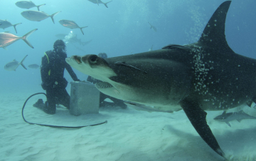 Bear vs Shark: Guida TV  - TV Sorrisi e Canzoni