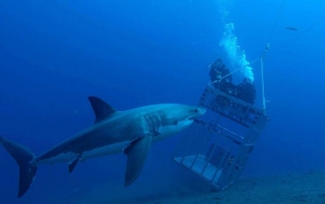 Il grande squalo bianco degli abissi: Guida TV  - TV Sorrisi e Canzoni