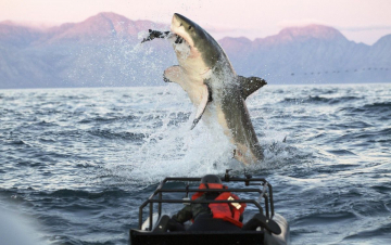 Air Jaws: il ritorno: Guida TV  - TV Sorrisi e Canzoni