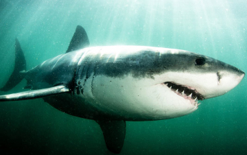 Shark Cam: riprese impossibili: Guida TV  - TV Sorrisi e Canzoni