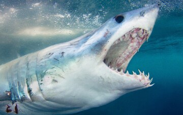 Un anno da squali: Guida TV  - TV Sorrisi e Canzoni