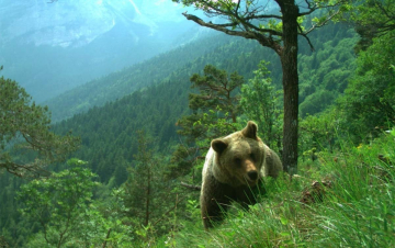 Alpi Selvagge: Guida TV  - TV Sorrisi e Canzoni