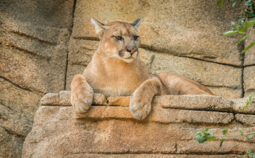 Africa Cats - Le avventure: Guida TV  - TV Sorrisi e Canzoni