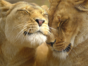 Africa Cats - Le avventure: Guida TV  - TV Sorrisi e Canzoni