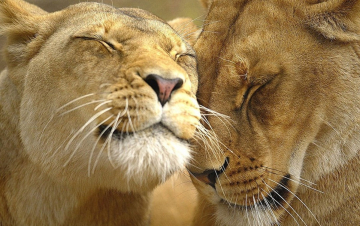 Africa Cats: Guida TV  - TV Sorrisi e Canzoni