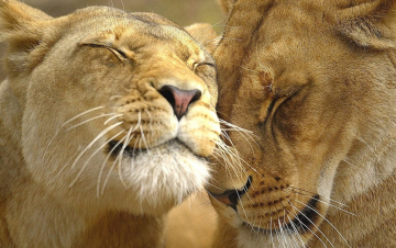 Africa Cats: Guida TV  - TV Sorrisi e Canzoni