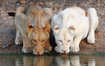Africa Cats - Le avventure: Guida TV  - TV Sorrisi e Canzoni