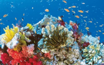 Life On The Reef: Guida TV  - TV Sorrisi e Canzoni
