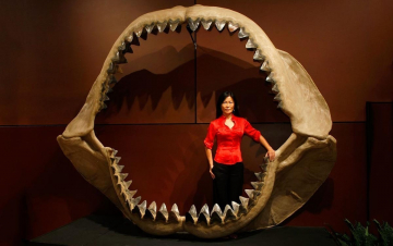 Megalodonte: realtà o leggenda?: Guida TV  - TV Sorrisi e Canzoni