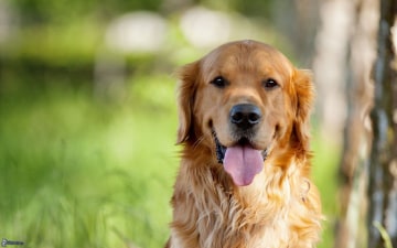 Il cane, un amico di famiglia e I suoi simili: Guida TV  - TV Sorrisi e Canzoni