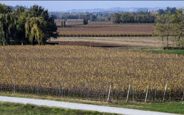 Le grandi famiglie del vino: Guida TV  - TV Sorrisi e Canzoni