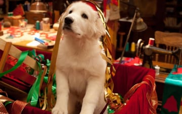 Zampa 2 - I cuccioli di Natale: Guida TV  - TV Sorrisi e Canzoni