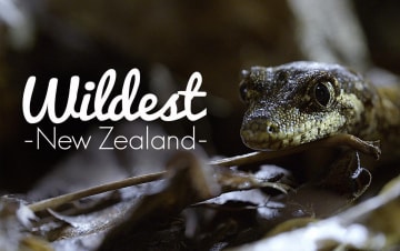 Wildest New Zealand: Guida TV  - TV Sorrisi e Canzoni