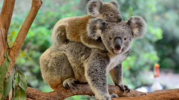 La Vita Segreta Dei Koala: Guida TV  - TV Sorrisi e Canzoni