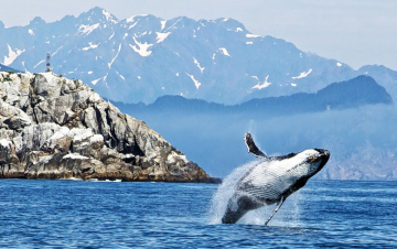 Wild Scandinavia: Guida TV  - TV Sorrisi e Canzoni