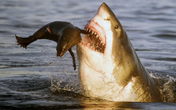 Res Tore - Gli uomini del mare: Guida TV  - TV Sorrisi e Canzoni