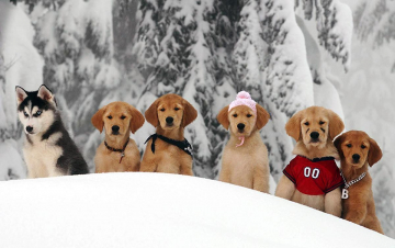 Cuccioli sulla neve: Guida TV  - TV Sorrisi e Canzoni