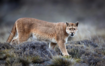 Sulle tracce dei puma: Guida TV  - TV Sorrisi e Canzoni