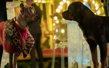 Show Dogs - Entriamo in scena: Guida TV  - TV Sorrisi e Canzoni
