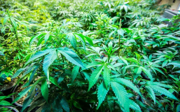 Marijuana: una storia stupefacente: Guida TV  - TV Sorrisi e Canzoni
