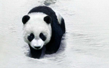 Un panda per amico: Guida TV  - TV Sorrisi e Canzoni