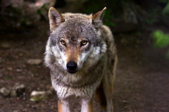 Wild Italy: Guida TV  - TV Sorrisi e Canzoni