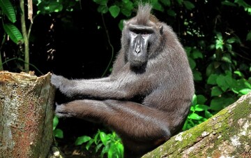 Monkeys: il pianeta dei primati: Guida TV  - TV Sorrisi e Canzoni