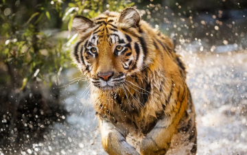 Tigerland: Guida TV  - TV Sorrisi e Canzoni
