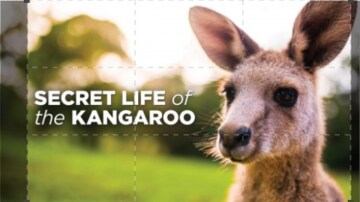Secret life of the kangaroo: Guida TV  - TV Sorrisi e Canzoni