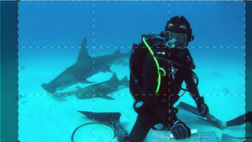 Bear vs. Shark: Guida TV  - TV Sorrisi e Canzoni
