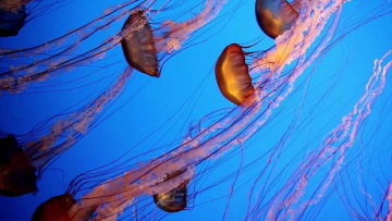 Life In The Blue: Guida TV  - TV Sorrisi e Canzoni