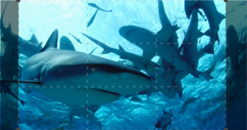 Diving With Sharks: The Ultimate Guide: Guida TV  - TV Sorrisi e Canzoni