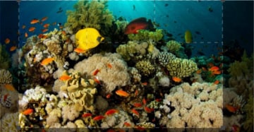 Fascination Coral Reef: Guida TV  - TV Sorrisi e Canzoni