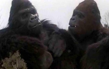 King Kong 2: Guida TV  - TV Sorrisi e Canzoni