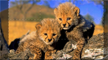 Amazing Africa: Guida TV  - TV Sorrisi e Canzoni